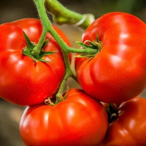 Tomato Champion Big Fruit Live Plants - 2 Pack, 4 Inch Pot, 6-8 Inches Tall, Red Sweet Fruit - Image 2