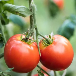 Tomato Champion Big Fruit Live Plants - 2 Pack, 4 Inch Pot, 6-8 Inches Tall, Red Sweet Fruit - Image 3