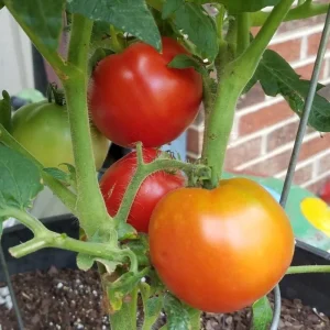 Tomato Champion Big Fruit Live Plants - 2 Pack, 4 Inch Pot, 6-8 Inches Tall, Red Sweet Fruit - Image 4