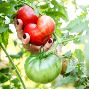 Tomato Champion Big Fruit Live Plants - 2 Pack, 4 Inch Pot, 6-8 Inches Tall, Red Sweet Fruit - Image 7