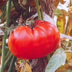 Tomato Champion Big Fruit Live Plants - 2 Pack, 4 Inch Pot, 6-8 Inches Tall, Red Sweet Fruit - Image 8