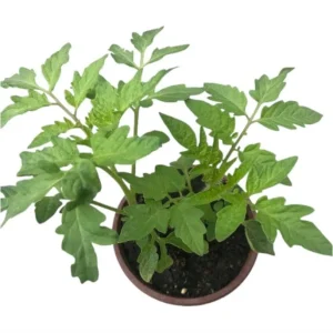 Tomato Champion Big Fruit Live Plants - 2 Pack, 4 Inch Pot, 6-8 Inches Tall, Red Sweet Fruit - Image 9