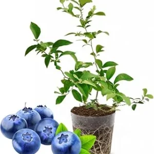 Top Hat Blueberry Live Plant – 4-8 Inch Starter Bush – Hardy Outdoor Fruit - Image 5