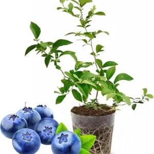 Top Hat Blueberry Live Plant – 4-8 Inch Starter Bush – Hardy Outdoor Fruit - Image 7