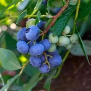 Top Hat Blueberry Live Plant - 4-8 Inch Starter Bush, Hardy Outdoor - Image 8