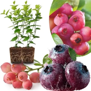 Top Hat Blueberry Trees Live Plants - Southern Highbush, 2-Pack, 5-7