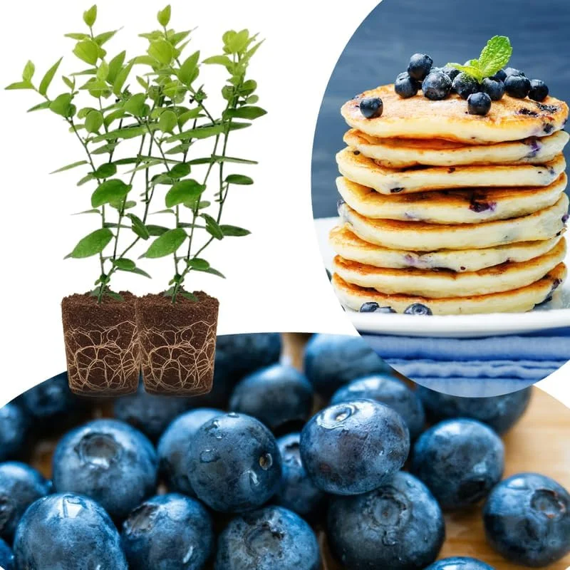 Top Hat Blueberry Trees Live Plants - Southern Highbush, 2-Pack, 5-7" Tall for Outdoor Growing - Image 11