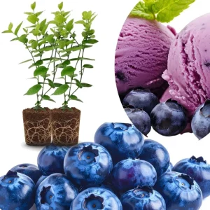 Top Hat Blueberry Trees Live Plants - Southern Highbush, 2-Pack, 5-7