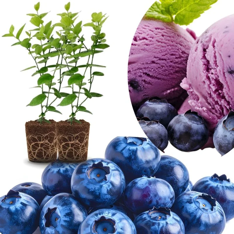 Top Hat Blueberry Trees Live Plants - Southern Highbush, 2-Pack, 5-7" Tall for Outdoor Growing - Image 2