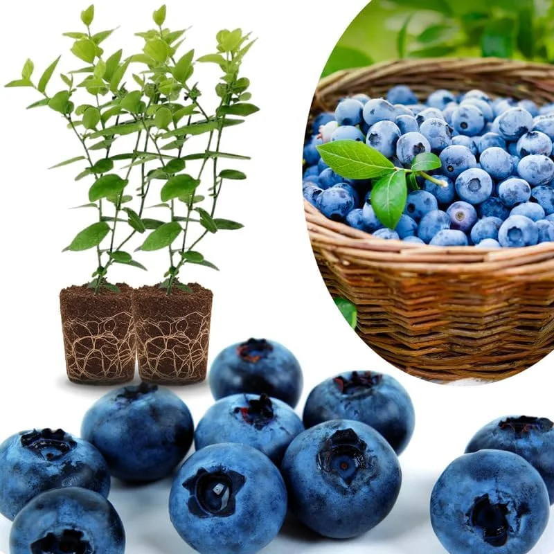 Top Hat Blueberry Trees Live Plants - Southern Highbush, 2-Pack, 5-7" Tall for Outdoor Growing - Image 4