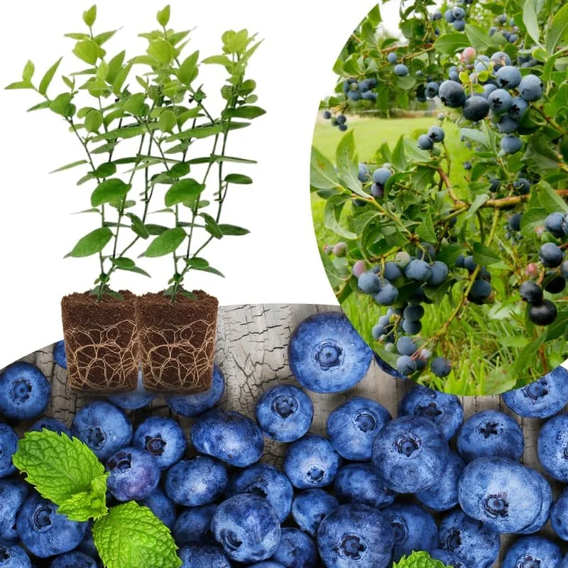Top Hat Blueberry Trees Live Plants - Southern Highbush, 2-Pack, 5-7" Tall for Outdoor Growing - Image 7