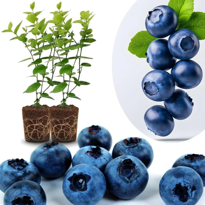Top Hat Blueberry Trees Live Plants - Southern Highbush, 2-Pack, 5-7" Tall for Outdoor Growing - Image 9