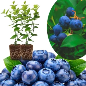 Top Hat Blueberry Trees Live Plants - Southern Highbush, 2-Pack, 5-7