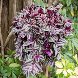 Tradescantia Live Plant 4'' Pot - Variegated Wandering Jew Indoor Houseplant - Image 1