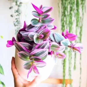 Tradescantia Nanouk Live Plant - Pink Variegated Wandering Jew, 4 Inch Pot, Indoor - Image 3