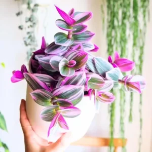 Tradescantia Nanouk Live Plant - Pink Variegated Wandering Jew, 4 Inch Pot, Indoor - Image 4