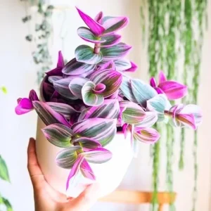 Tradescantia Nanouk Live Plant - Pink Variegated Wandering Jew, 4 Inch Pot, Indoor - Image 5