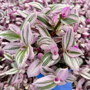 Tradescantia Nanouk Live Plant – Pink Wandering Jew Houseplant – Vibrant Variegated Foliage - Image 2