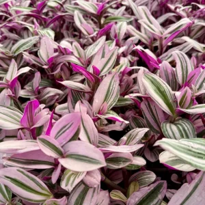 Tradescantia Nanouk Live Plant – Pink Wandering Jew Houseplant – Vibrant Variegated Foliage - Image 3