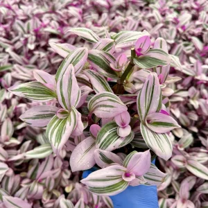 Tradescantia Nanouk Live Plant – Pink Wandering Jew Houseplant – Vibrant Variegated Foliage - Image 1