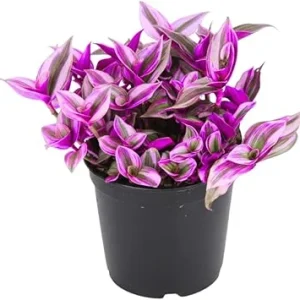 Tradescantia Nanouk Pink Wandering Jew Live Plant - 2'' Pot, Indoor/Outdoor - Image 2