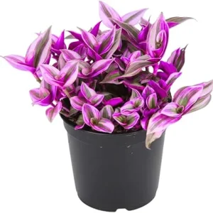 Tradescantia Nanouk Pink Wandering Jew Live Plant - 2'' Pot, Indoor/Outdoor - Image 4
