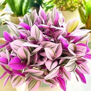 Tradescantia Nanouk Pink Wandering Jew Live Plant – 2