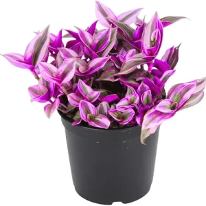 Tradescantia Nanouk Pink Wandering Jew Live Plant - 2'' Pot, Indoor/Outdoor - Image 6