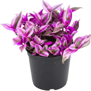 Tradescantia Nanouk Pink Wandering Jew Live Plant - 2'' Pot, Indoor/Outdoor - Image 7