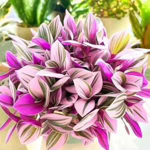 Tradescantia Nanouk Pink Wandering Jew Live Plant – 2