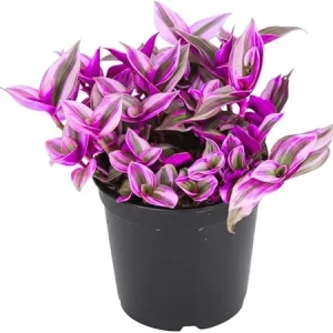 Tradescantia Nanouk Pink Wandering Jew Live Plant - 2'' Pot, Indoor/Outdoor - Image 1