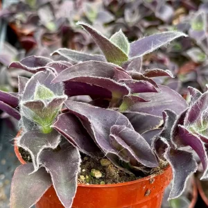 Tradescantia Pallida 'Pale Puma' Live Plant – Fuzzy Purple Foliage – 4 inch Pot - Image 2