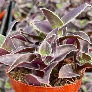 Tradescantia Pallida 'Pale Puma' Live Plant – Fuzzy Purple Foliage – 4 inch Pot - Image 3