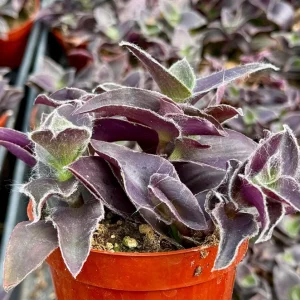 Tradescantia Pallida 'Pale Puma' Live Plant – Fuzzy Purple Foliage – 4 inch Pot - Image 4