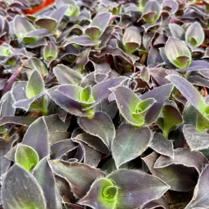 Tradescantia Pallida 'Pale Puma' Live Plant – Fuzzy Purple Foliage – 4 inch Pot - Image 5