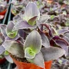 Tradescantia Pallida 'Pale Puma' Live Plant – Fuzzy Purple Foliage – 4 inch Pot - Image 1