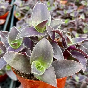 Tradescantia Pallida 'Pale Puma' Live Plant – Fuzzy Purple Foliage – 4 inch Pot - Image 1