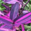 Tradescantia Zebrina Live Plant, Purple Wandering Jew, 4 Inch Pot, Low Maintenance Indoor - Image 1
