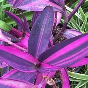 Tradescantia Zebrina Live Plant, Purple Wandering Jew, 4 Inch Pot, Low Maintenance Indoor - Image 1