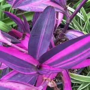 Tradescantia Zebrina Live Plant, Purple Wandering Jew, 4 Inch Pot, Low Maintenance Indoor - Image 2