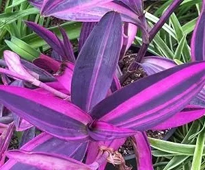 Tradescantia Zebrina Live Plant, Purple Wandering Jew, 4 Inch Pot, Low Maintenance Indoor - Image 3