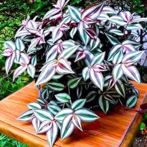 Tradescantia Zebrina Purple Wandering Jew Live Plant - 2 Inch Pot, Houseplant - Image 3