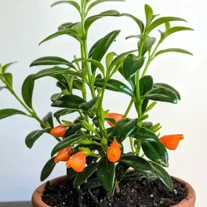 Trailing Goldfish Plant Live in 4 Inch Pot - Tropical Houseplant - Image 3