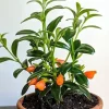 Trailing Goldfish Plant Live in 4 Inch Pot - Tropical Houseplant - Image 1
