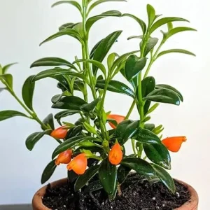Trailing Goldfish Plant Live in 4 Inch Pot - Tropical Houseplant - Image 6