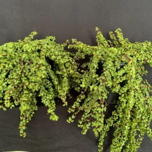 Trailing Mini Jade Live Plant – Portulacaria Afra Prostrata – 6 inch Pot Succulent - Image 2