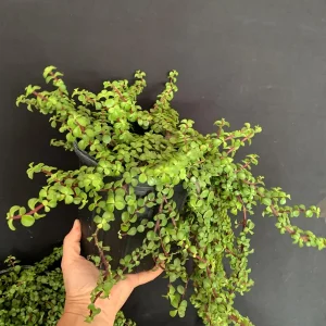 Trailing Mini Jade Live Plant – Portulacaria Afra Prostrata – 6 inch Pot Succulent - Image 4