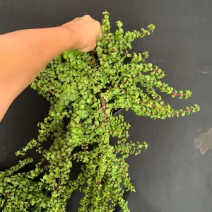 Trailing Mini Jade Live Plant – Portulacaria Afra Prostrata – 6 inch Pot Succulent - Image 5