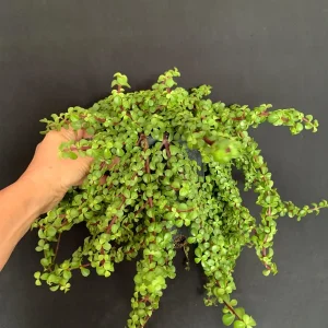 Trailing Mini Jade Live Plant – Portulacaria Afra Prostrata – 6 inch Pot Succulent - Image 6