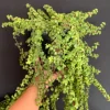 Trailing Mini Jade Live Plant – Portulacaria Afra Prostrata – 6 inch Pot Succulent - Image 1